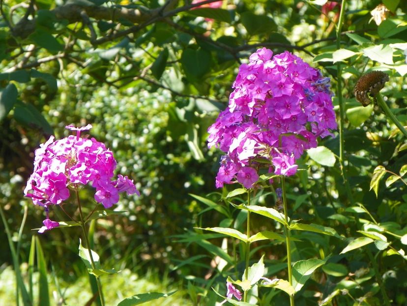 10 aug (57) - Phlox 2018