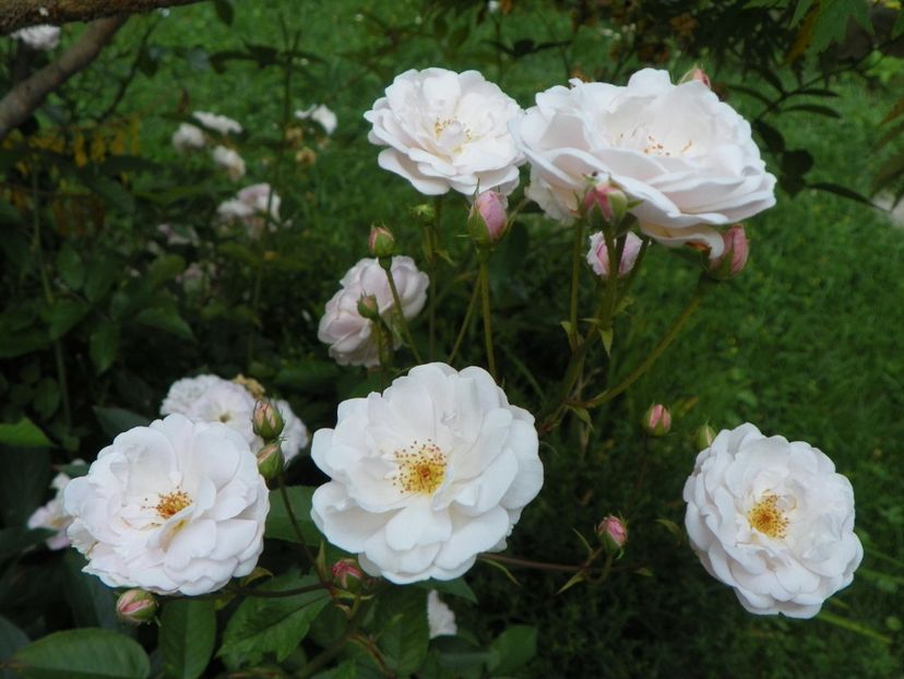 10 aug (100) - Trandafiri 2018 ii