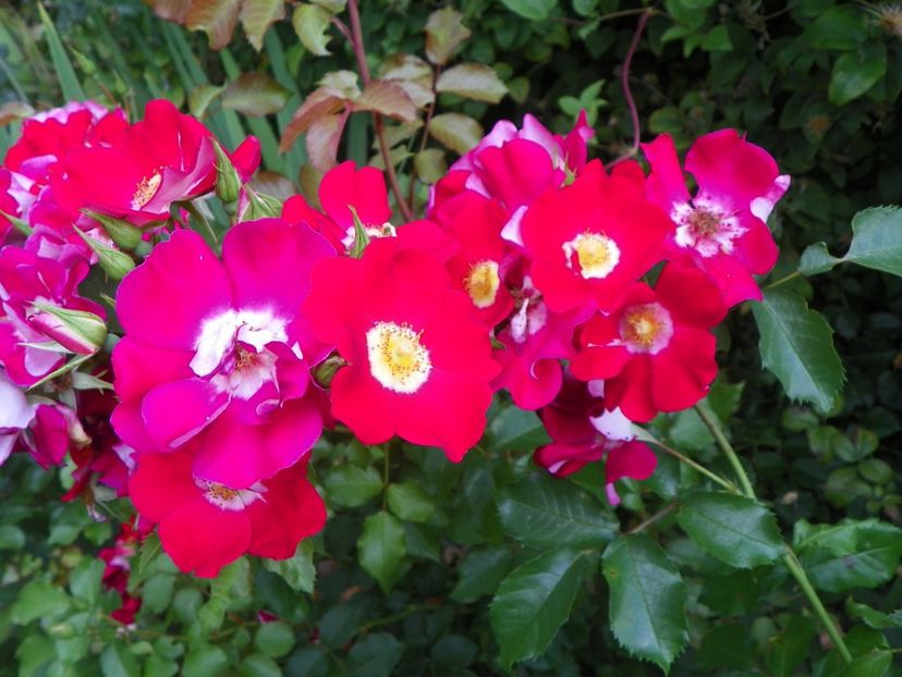 10 aug (101) - Trandafiri 2018 ii