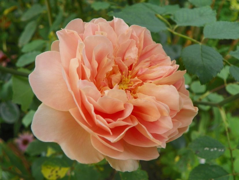 10 aug (106) - Trandafiri 2018 ii