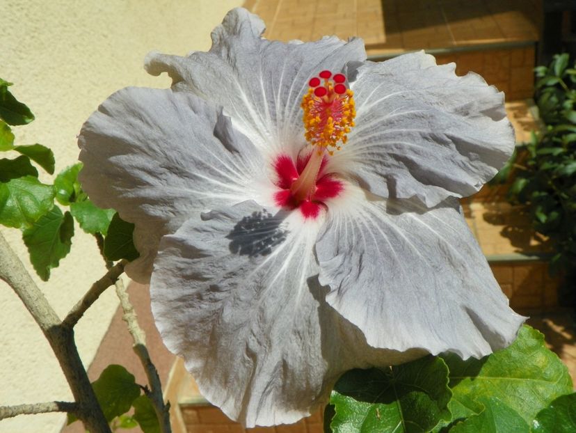 10 aug (41) - Vara 2018