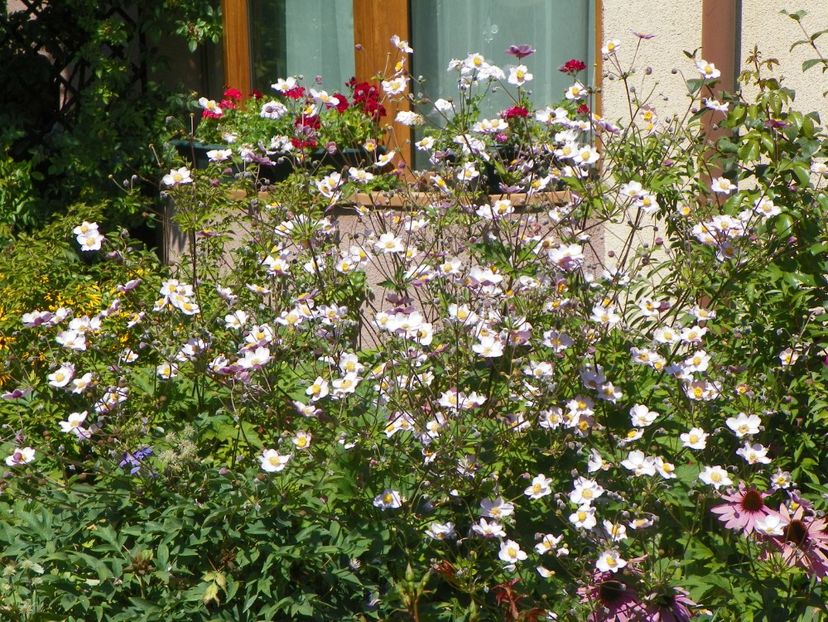 10 aug (46) - Vara 2018