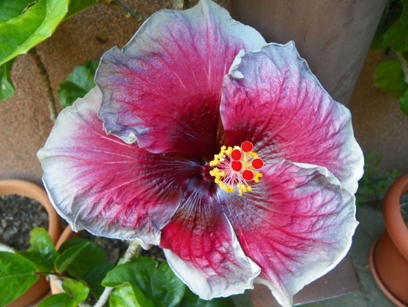 10 aug (64) - Vara 2018