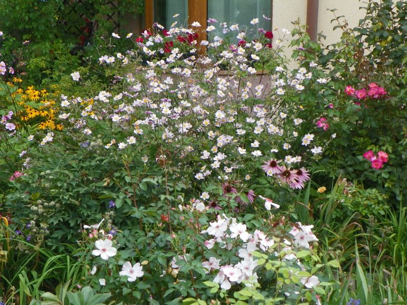 10 aug (76) - Vara 2018