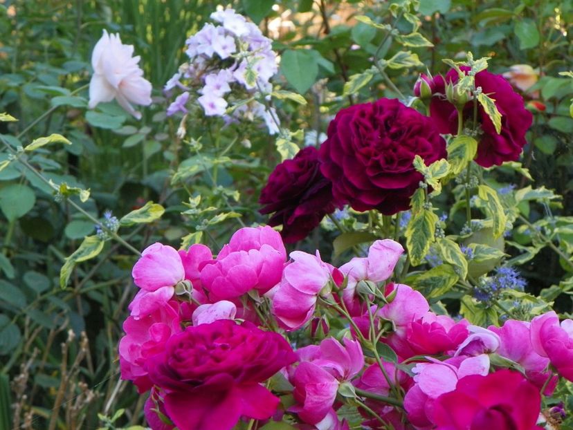 17 aug (3) - Trandafiri 2018 ii