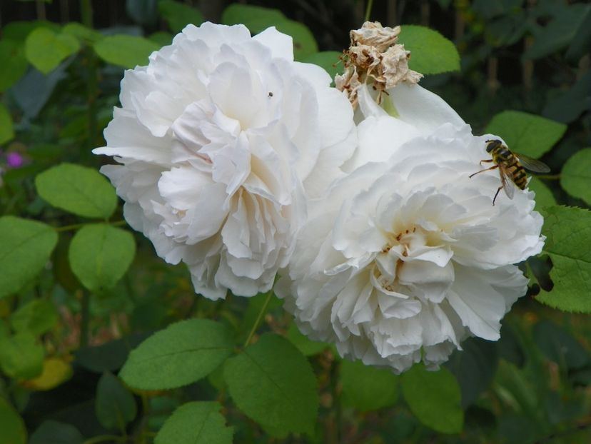 17 aug (18) - Trandafiri 2018 ii