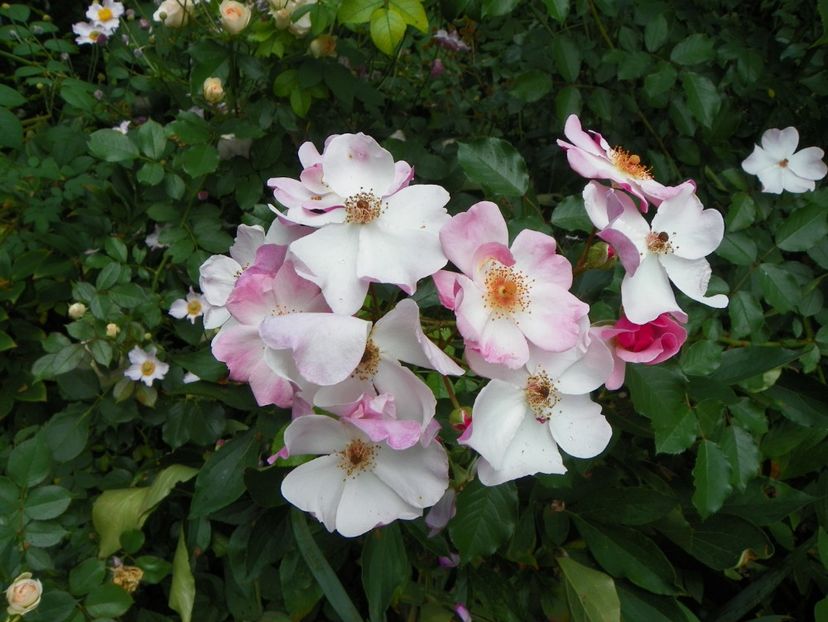 17 aug (29) - Trandafiri 2018 ii