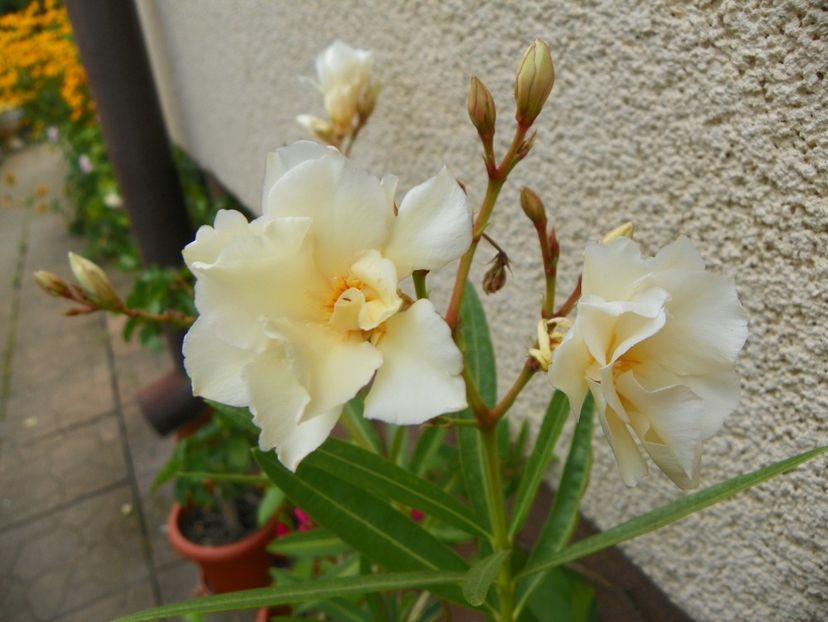17 aug (34) - Vara 2018