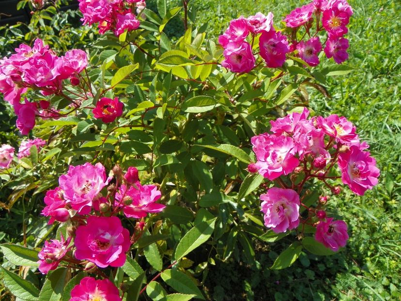 Robin Hood - Dobarland 25 august