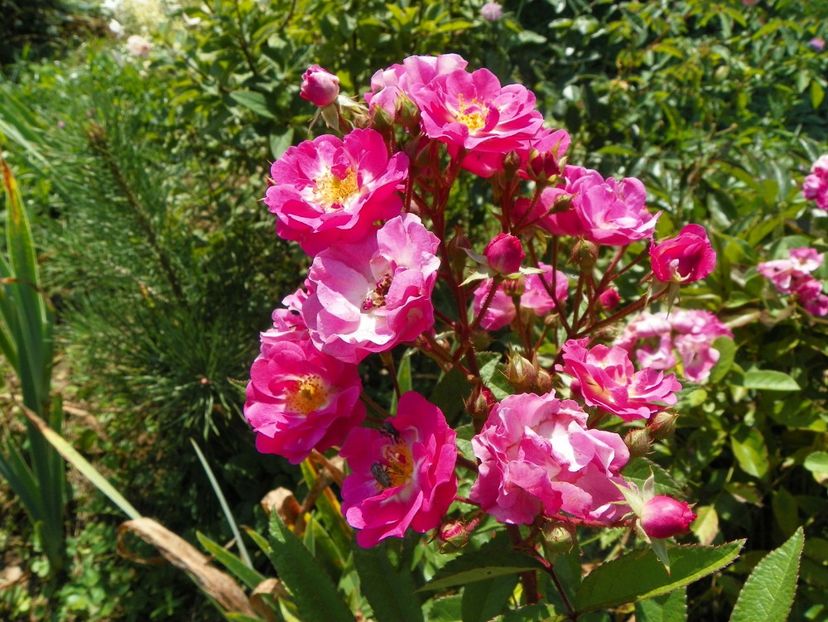 Robin Hood - Dobarland 25 august