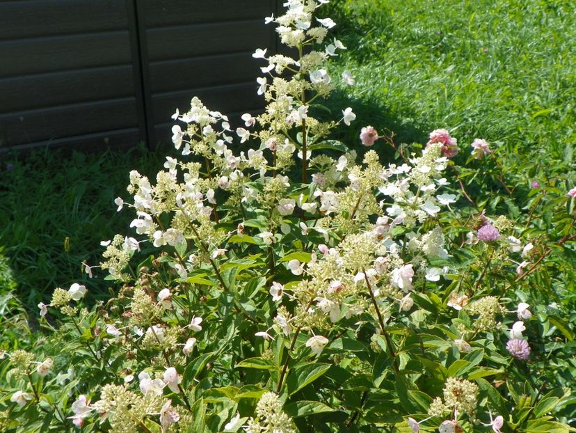 hydrangea paniculata Interhydia - Dobarland 25 august