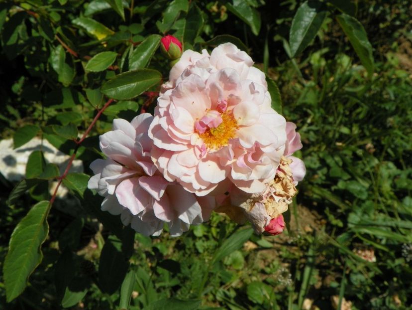 Cornelia - Dobarland 25 august