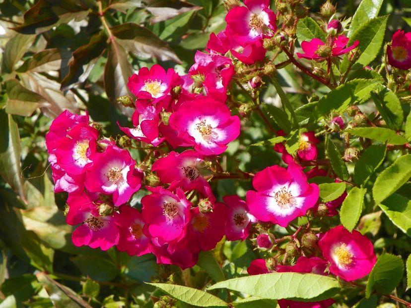 Red Ballerina - Dobarland 25 august