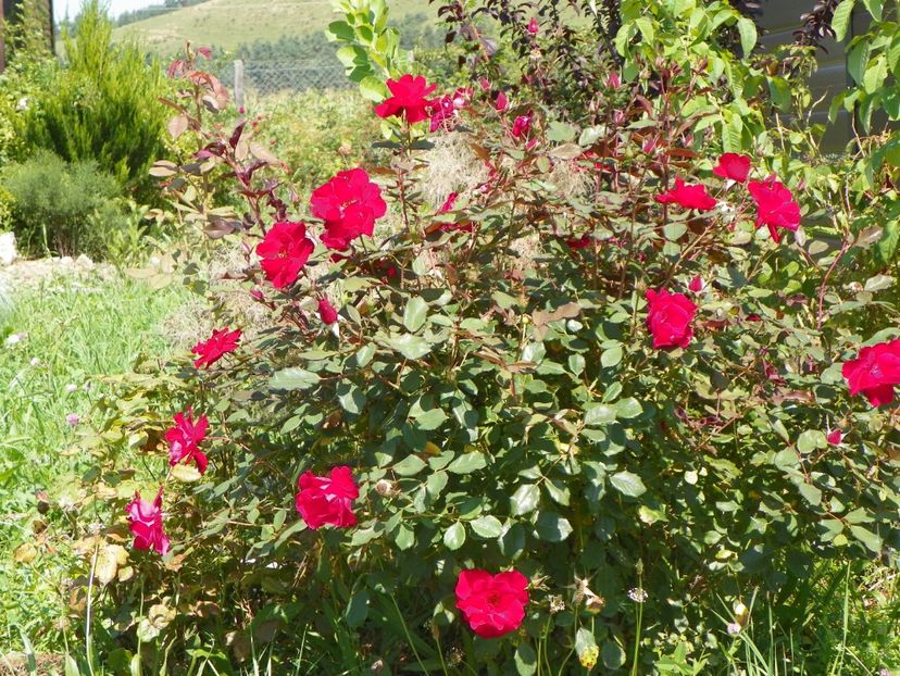 Zeelandia - Dobarland 25 august