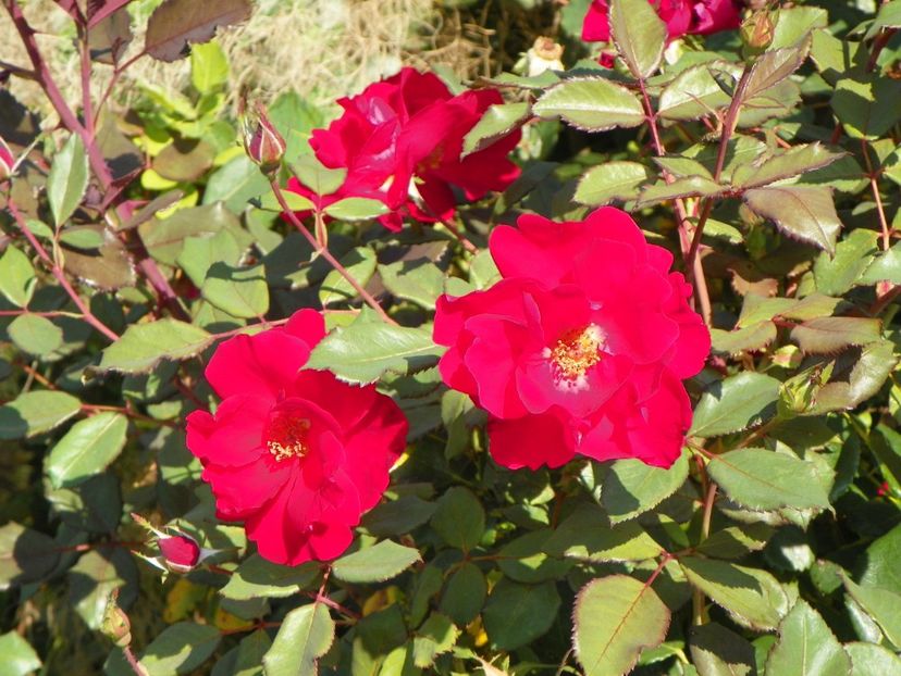 Zeelandia - Dobarland 25 august