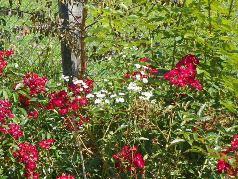 Vif Eclat - Dobarland 25 august