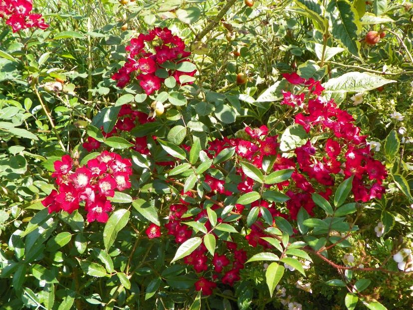 Vif Eclat - Dobarland 25 august