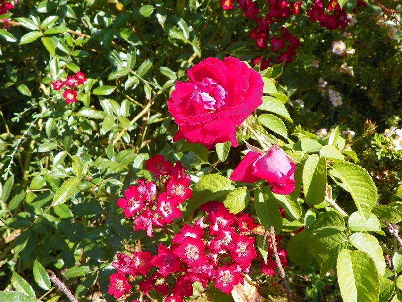 Vif Eclat si Ruskin - Dobarland 25 august