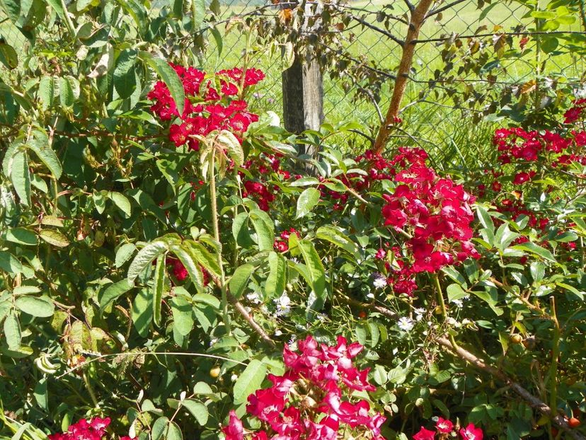 Vif Eclat - Dobarland 25 august