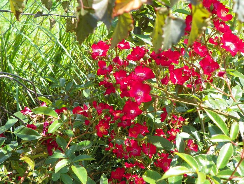 Vif Eclat - Dobarland 25 august