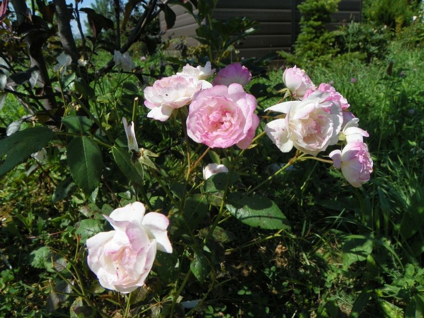 Mozart's Lady - Dobarland 25 august