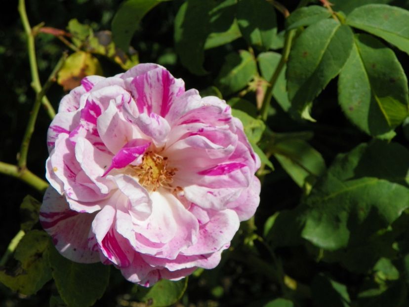 Honorine de Brabant - Dobarland 25 august