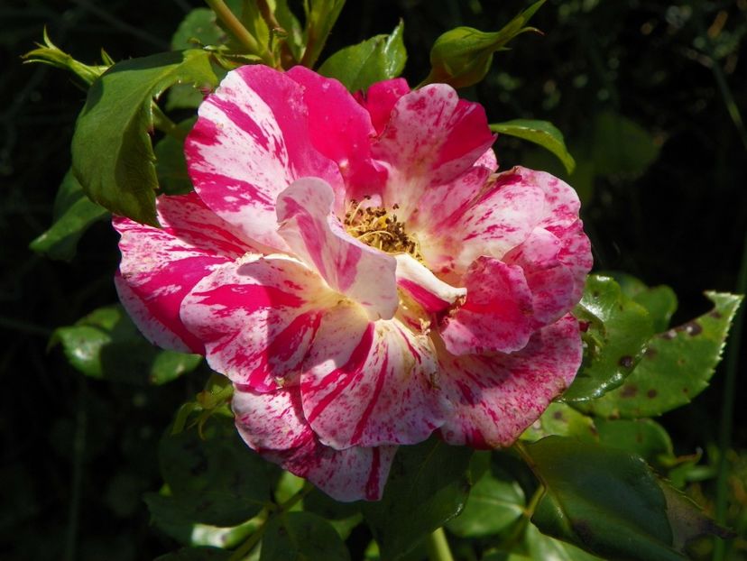 Twist - Dobarland 25 august