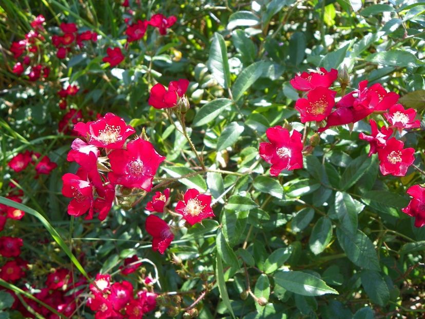 Vif Eclat - Dobarland 25 august