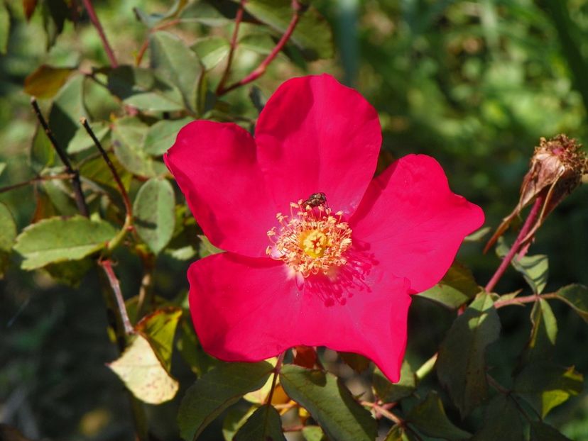 Rose of Picardy - Dobarland 25 august