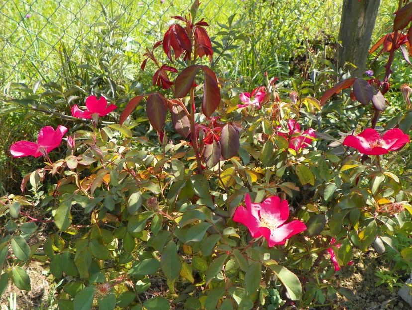 Rose of Picardy - Dobarland 25 august