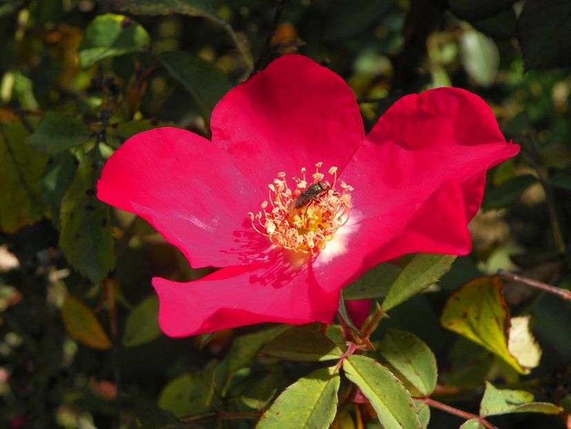 Rose of Picardy - Dobarland 25 august