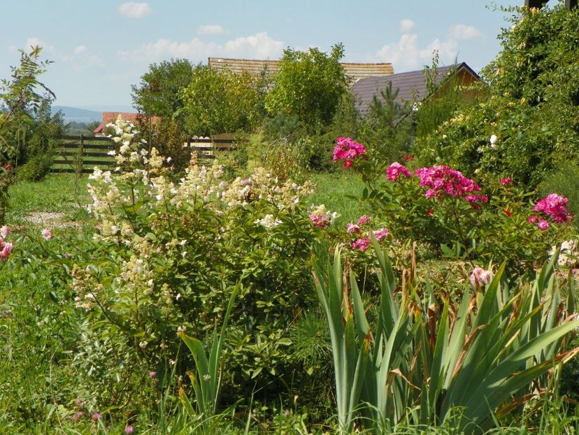 hydrangea paniculata Pinky Winky si Robin Hood - Dobarland 25 august