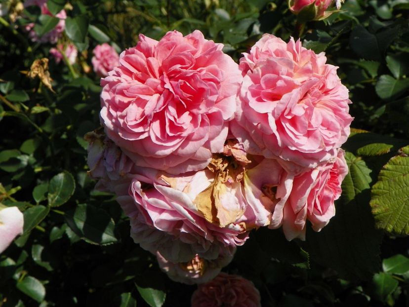 Pirouette - Dobarland 25 august