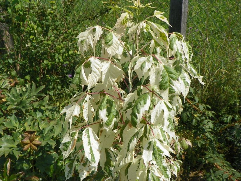 acer negundo Flamingo - Dobarland 25 august