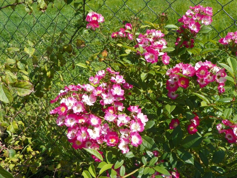 Mozart - Dobarland 25 august