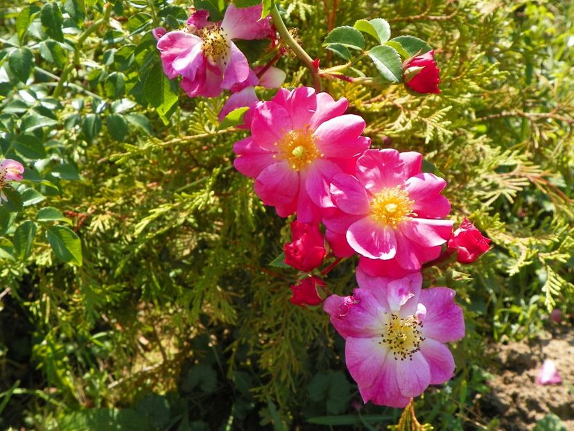 Magic Meillandecor - Dobarland 25 august