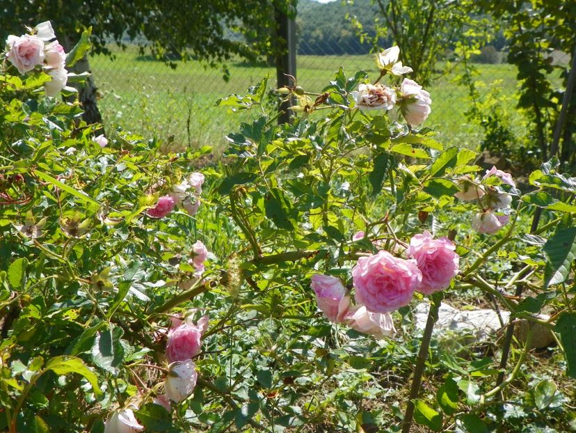 Frau Eva Schubert - Dobarland 25 august