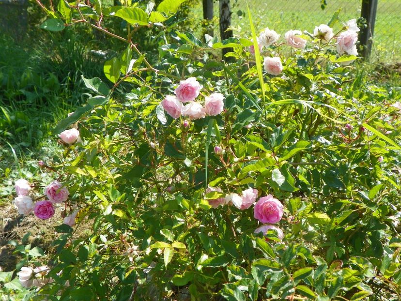 Frau Eva Schubert - Dobarland 25 august