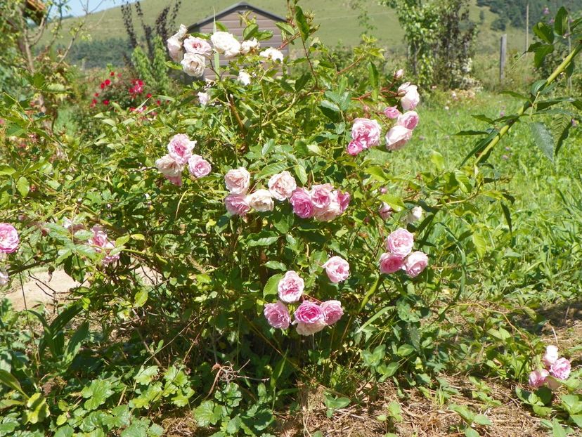 Frau Eva Schubert - Dobarland 25 august