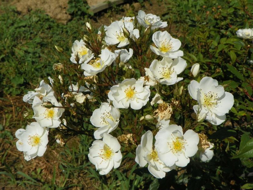 Darlow's Enigma - Dobarland 25 august