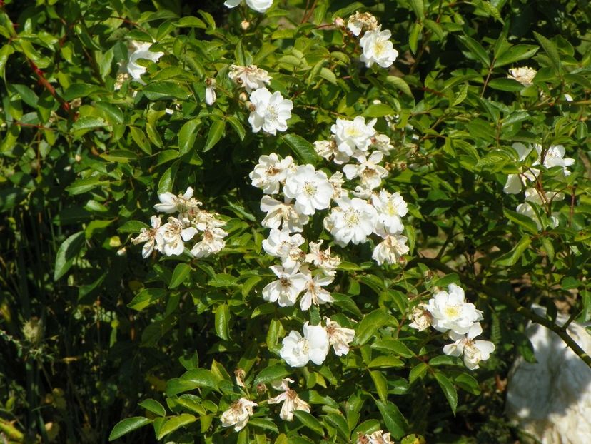 Francine Austin - Dobarland 25 august