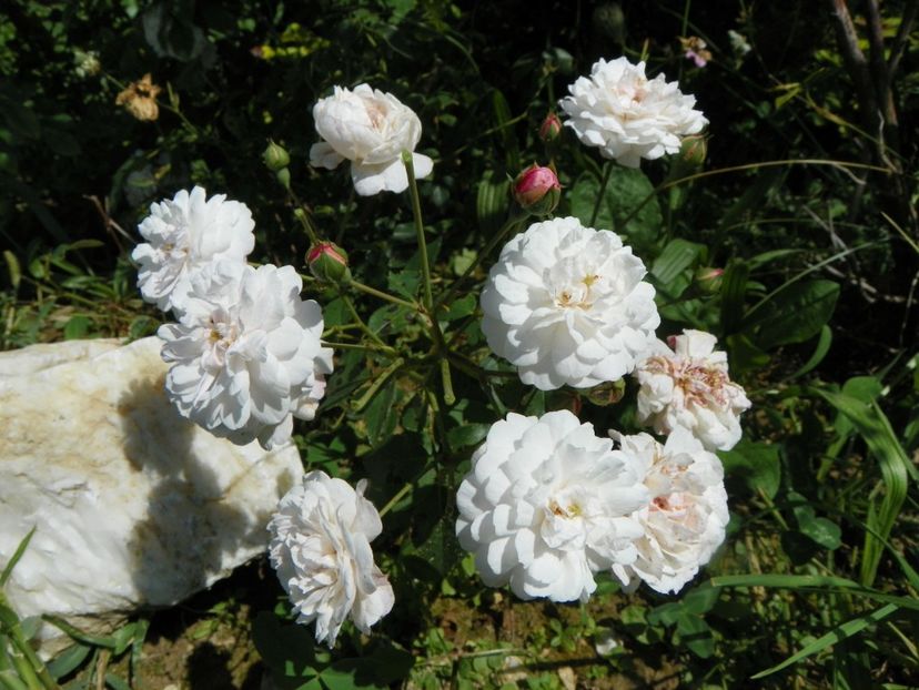 Little White Pet - Dobarland 25 august