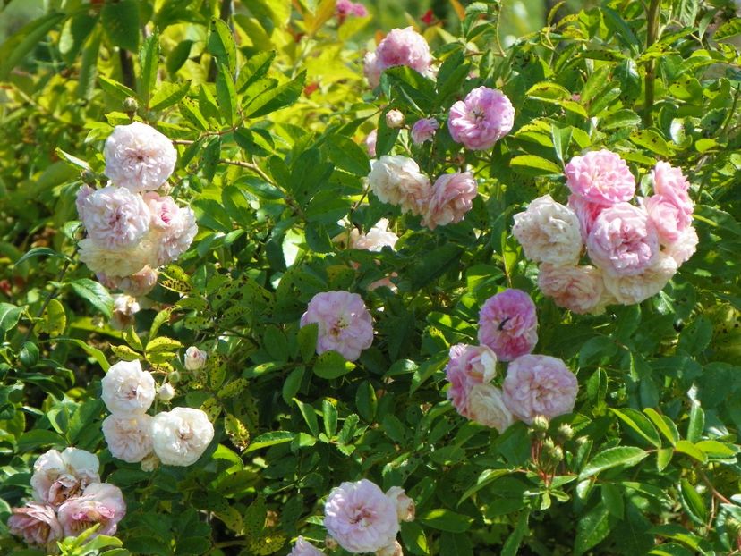 Pink Ghislaine de Feligonde - Dobarland 25 august