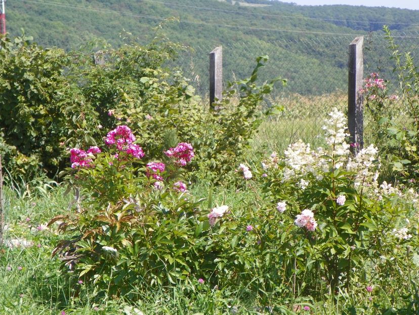 Cornelia, Robin Hood, hydrangea pan. Interhydia - Dobarland 25 august