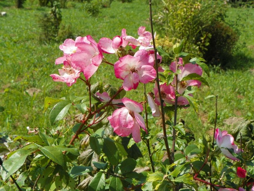 Rush - Dobarland 25 august