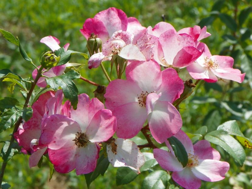 Rush - Dobarland 25 august