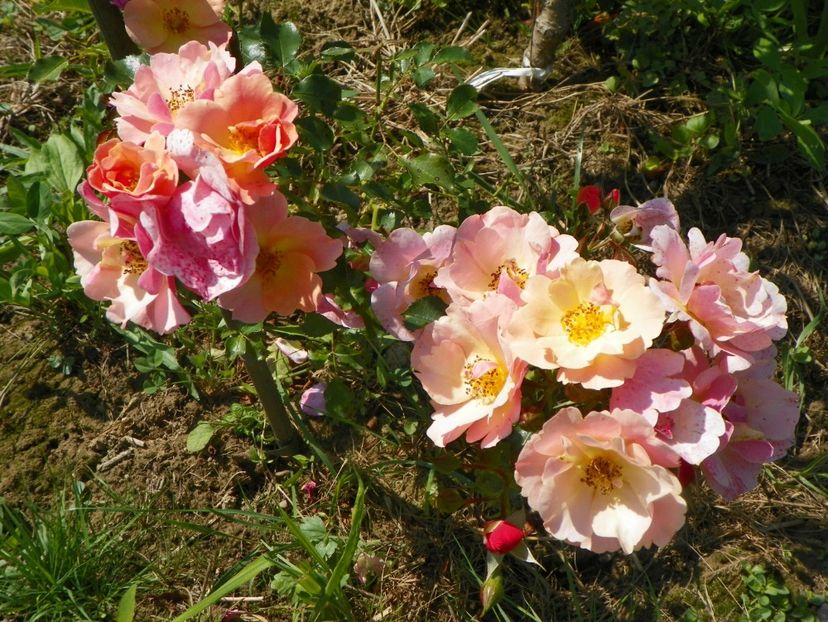 Jazz - Dobarland 25 august