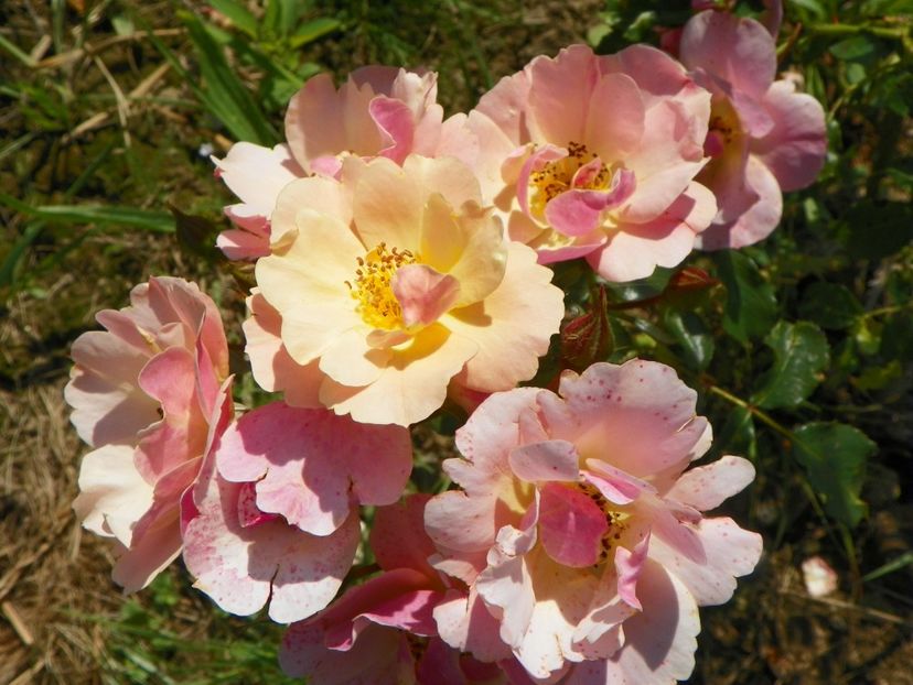 Jazz - Dobarland 25 august