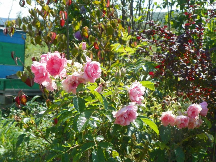 Pink Grootendorst - Dobarland 25 august