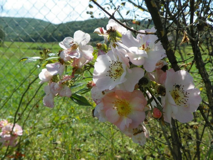 Open Arms - Dobarland 25 august